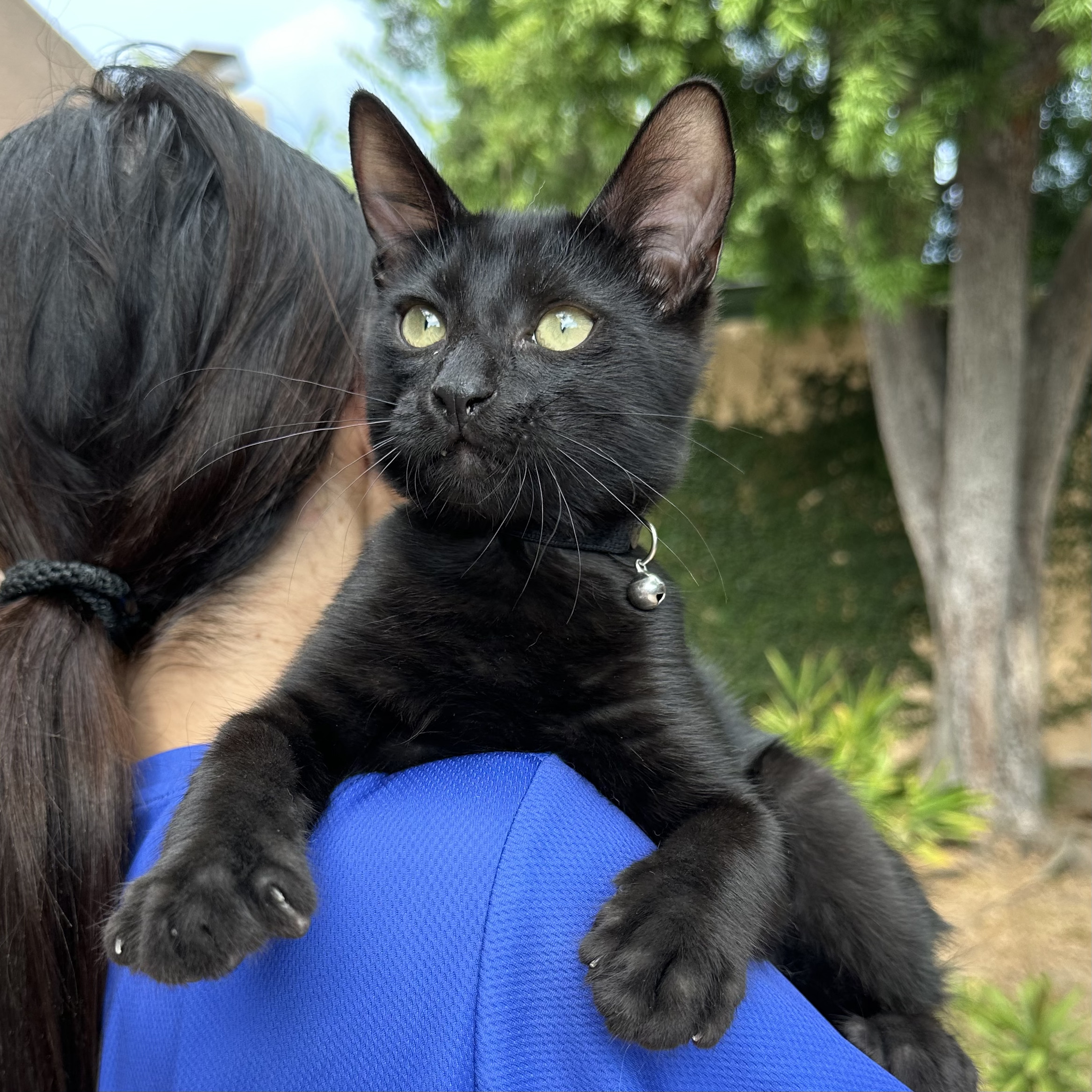 Cat for adoption Midnight, a Domestic Short Hair in La Jolla, CA