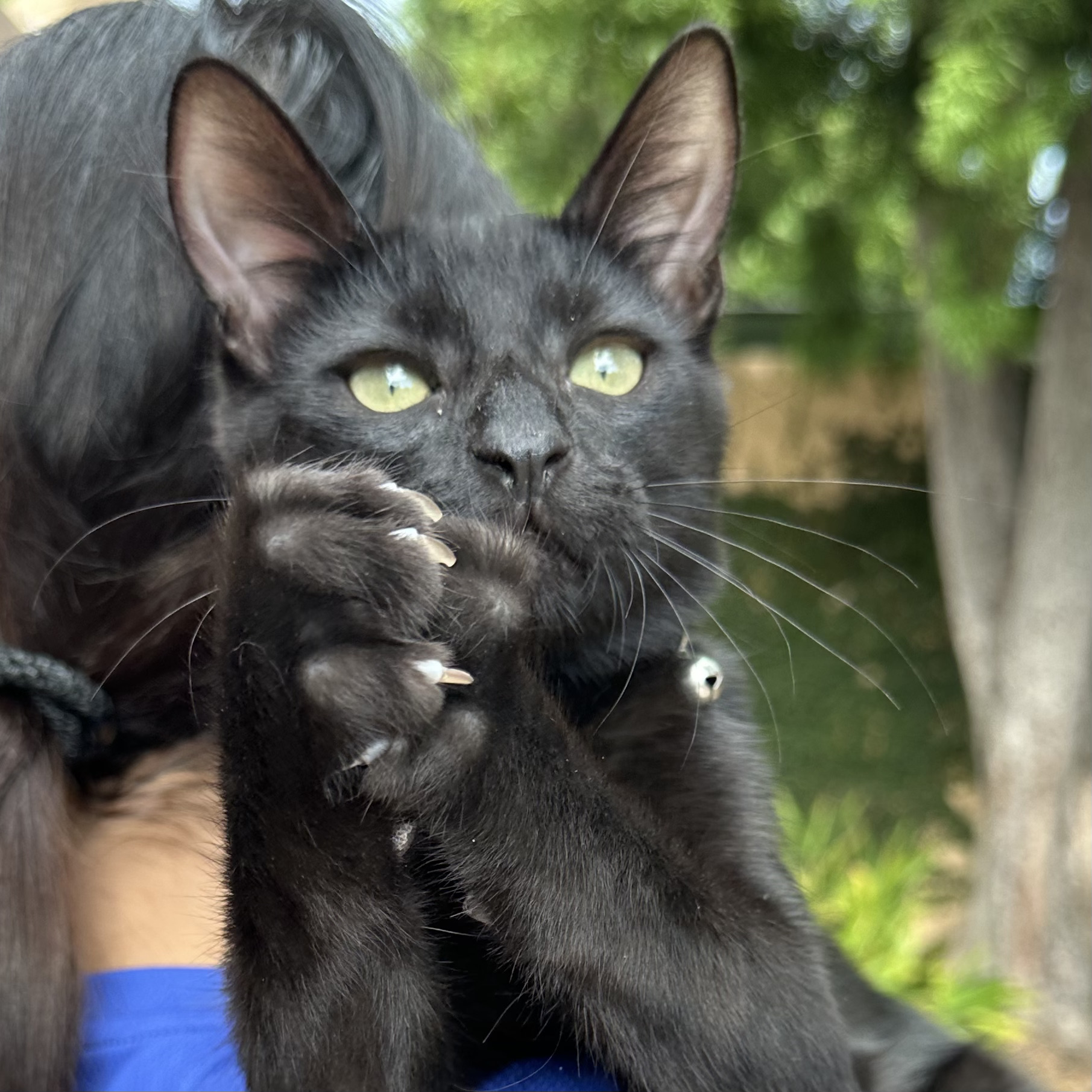 Cat for adoption Midnight, a Domestic Short Hair in La Jolla, CA