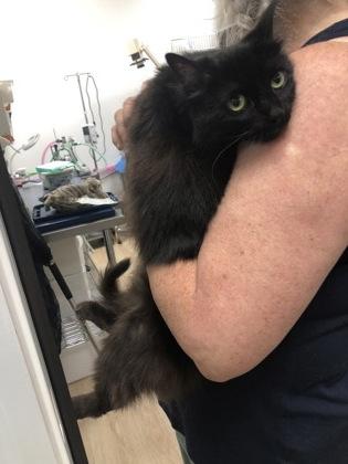 Coraline, Adoptable, Adult Female Domestic Medium Hair & Domestic Short Hair.