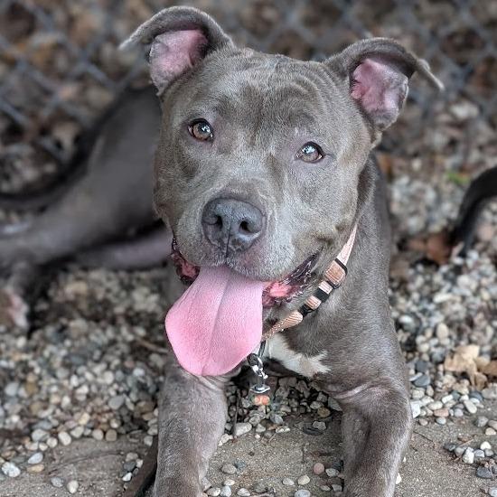 Nina, Adoptable, Adult Female Mixed Breed.