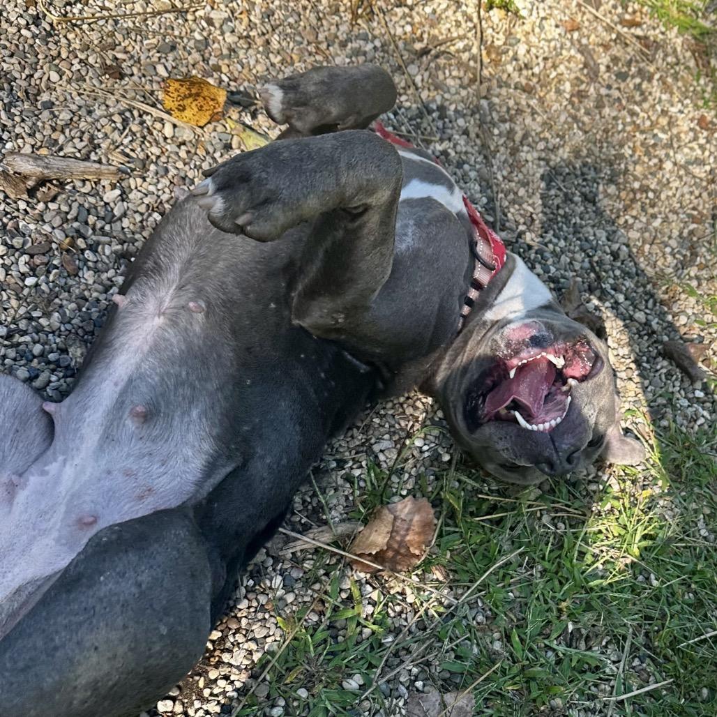 Enlarge Nina, a Adoptable Mixed Breed in West Olive, MI image 2/5
