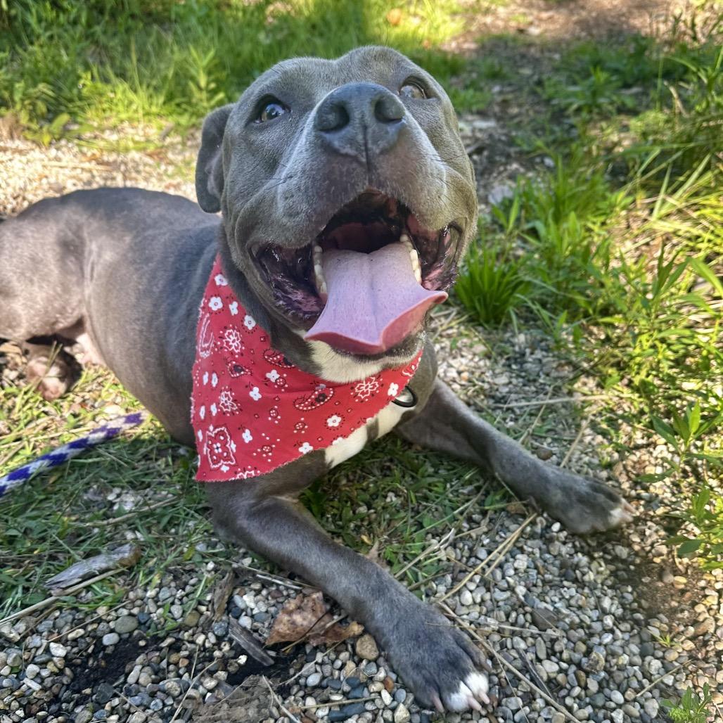 Enlarge Nina, a Adoptable Mixed Breed in West Olive, MI image 3/5