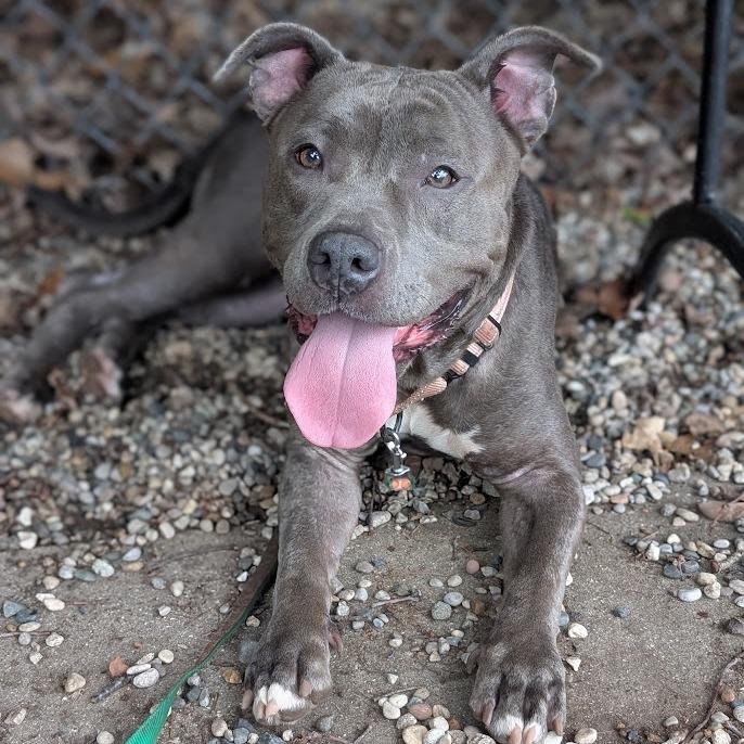 Enlarge Nina, a Adoptable Mixed Breed in West Olive, MI image 4/5