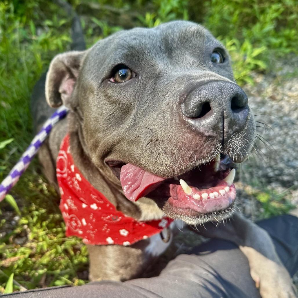 Enlarge Nina, a Adoptable Mixed Breed in West Olive, MI image 5/5