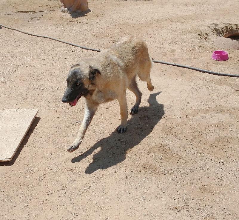 Lily, Adoptable, Young Female Belgian Shepherd / Malinois.