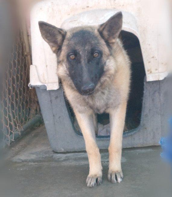 Lily, a Adoptable Belgian Shepherd / Malinois in Apple Valley, CA image 2/3