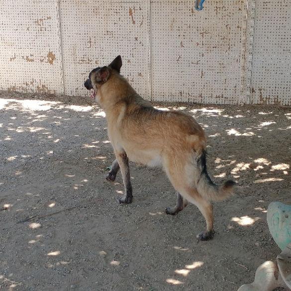 Lily, Adoptable, Young Female Belgian Shepherd / Malinois.