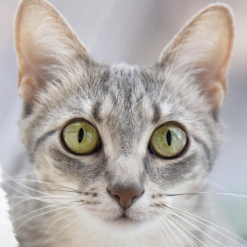 Bubbles (& Buttercup), a Adoptable Domestic Short Hair in Chicago, IL image 5/6