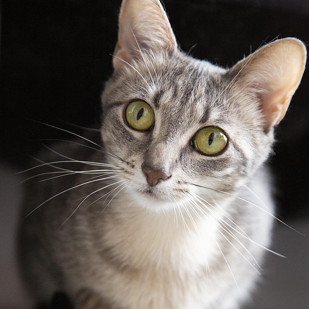 Bubbles (& Buttercup), Adoptable, Young Female Domestic Short Hair.