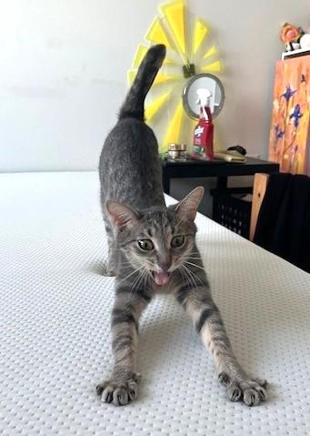 Bubbles (& Buttercup), Adoptable, Young Female Domestic Short Hair.