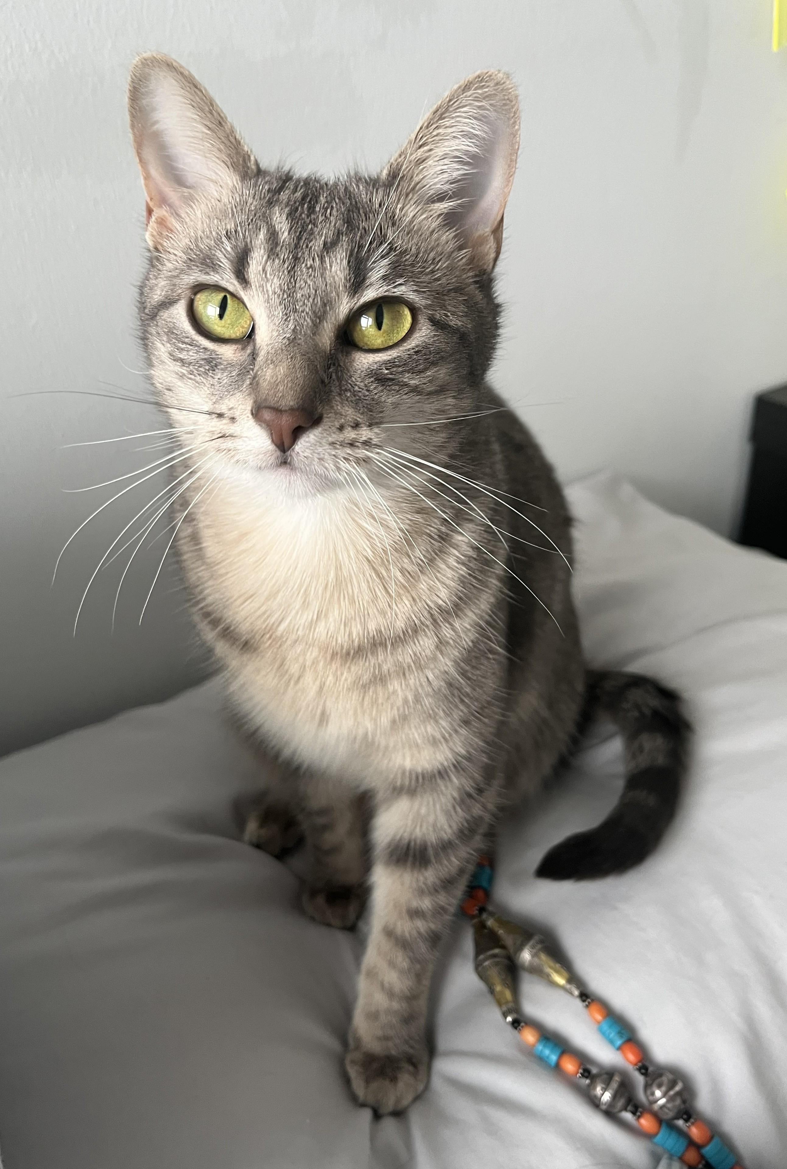 Enlarge Bubbles (& Buttercup), a Adoptable Domestic Short Hair in Chicago, IL image 4/6