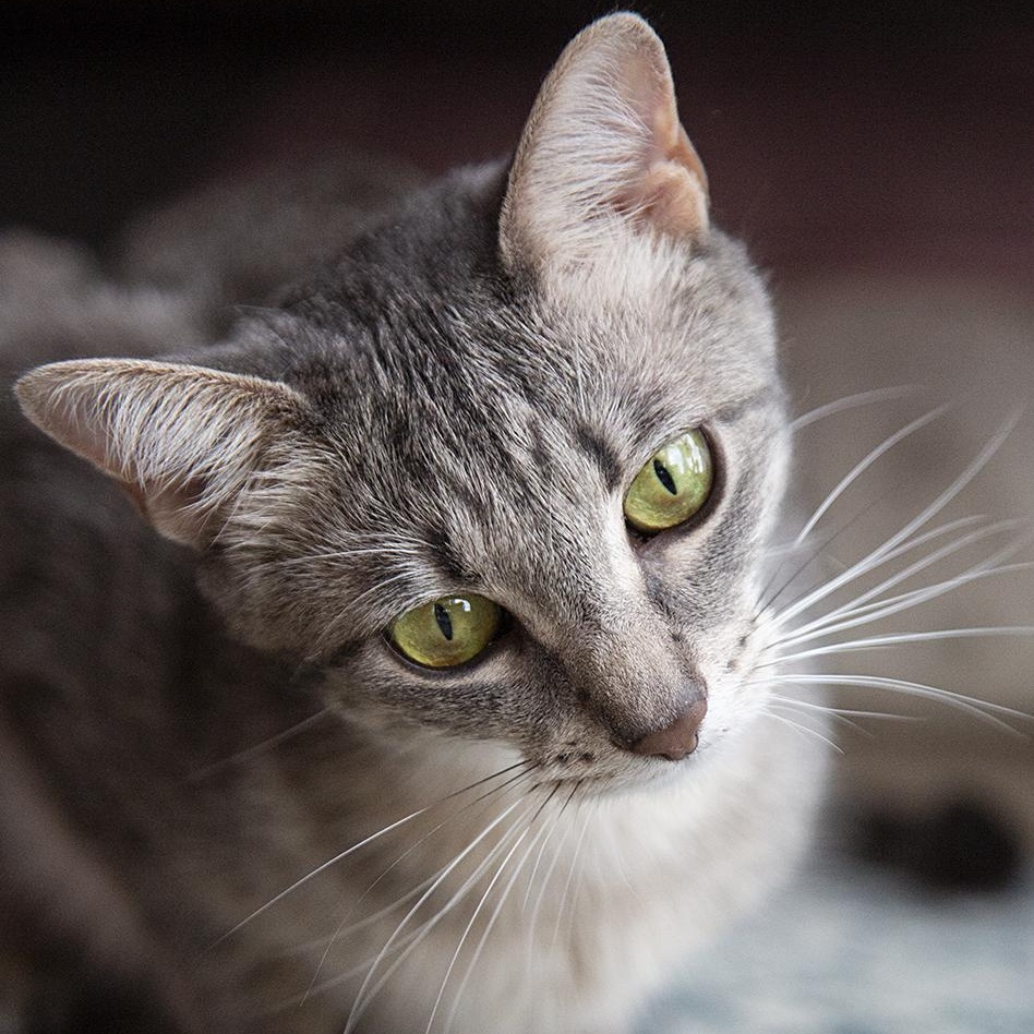 Bubbles (& Buttercup), a Adoptable Domestic Short Hair in Chicago, IL image 2/6