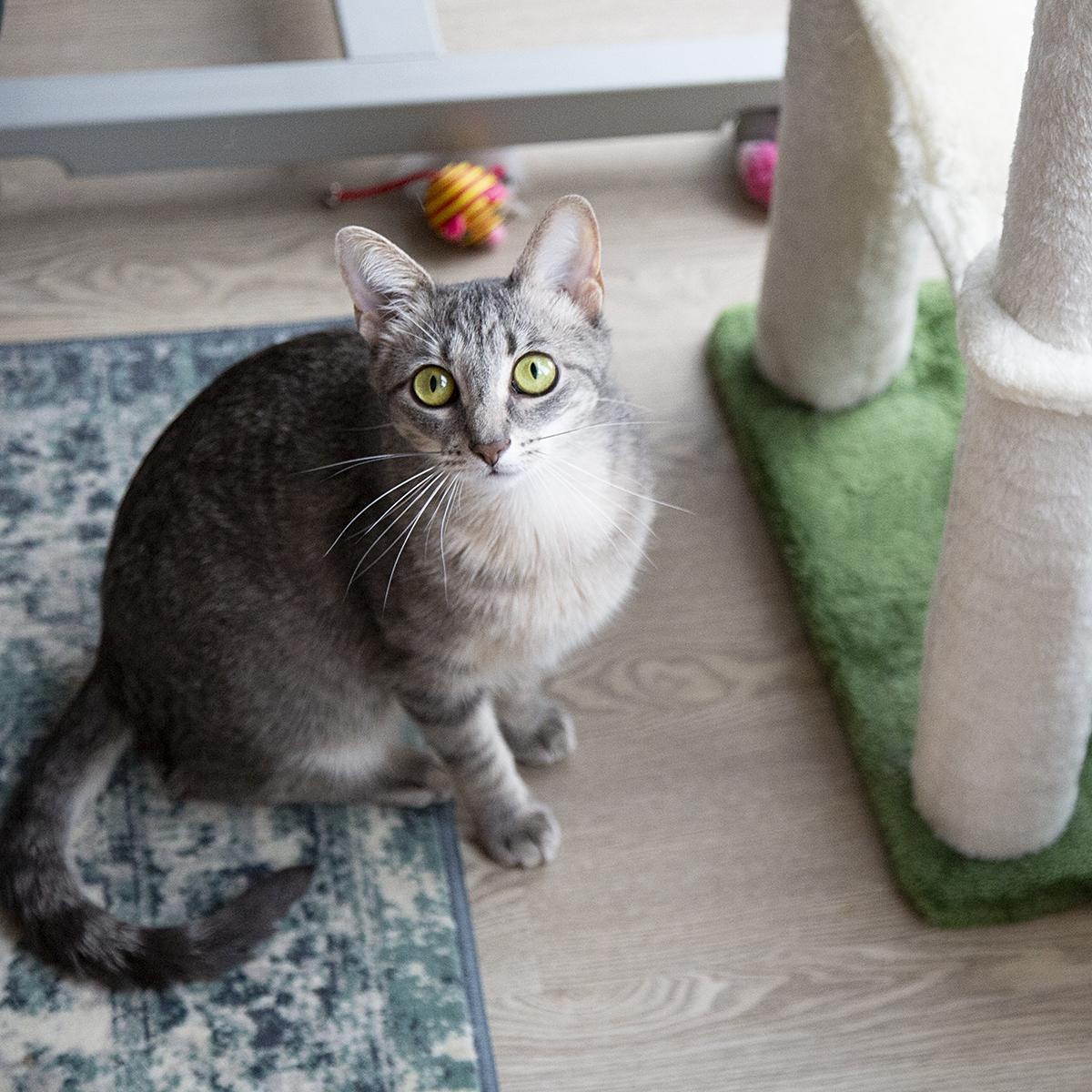 Bubbles (& Buttercup), a Adoptable Domestic Short Hair in Chicago, IL image 6/6