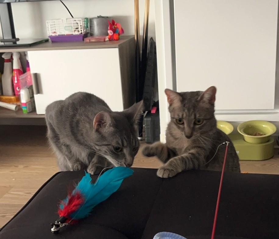 Enlarge Bubbles (& Buttercup), a Adoptable Domestic Short Hair in Chicago, IL image 5/6