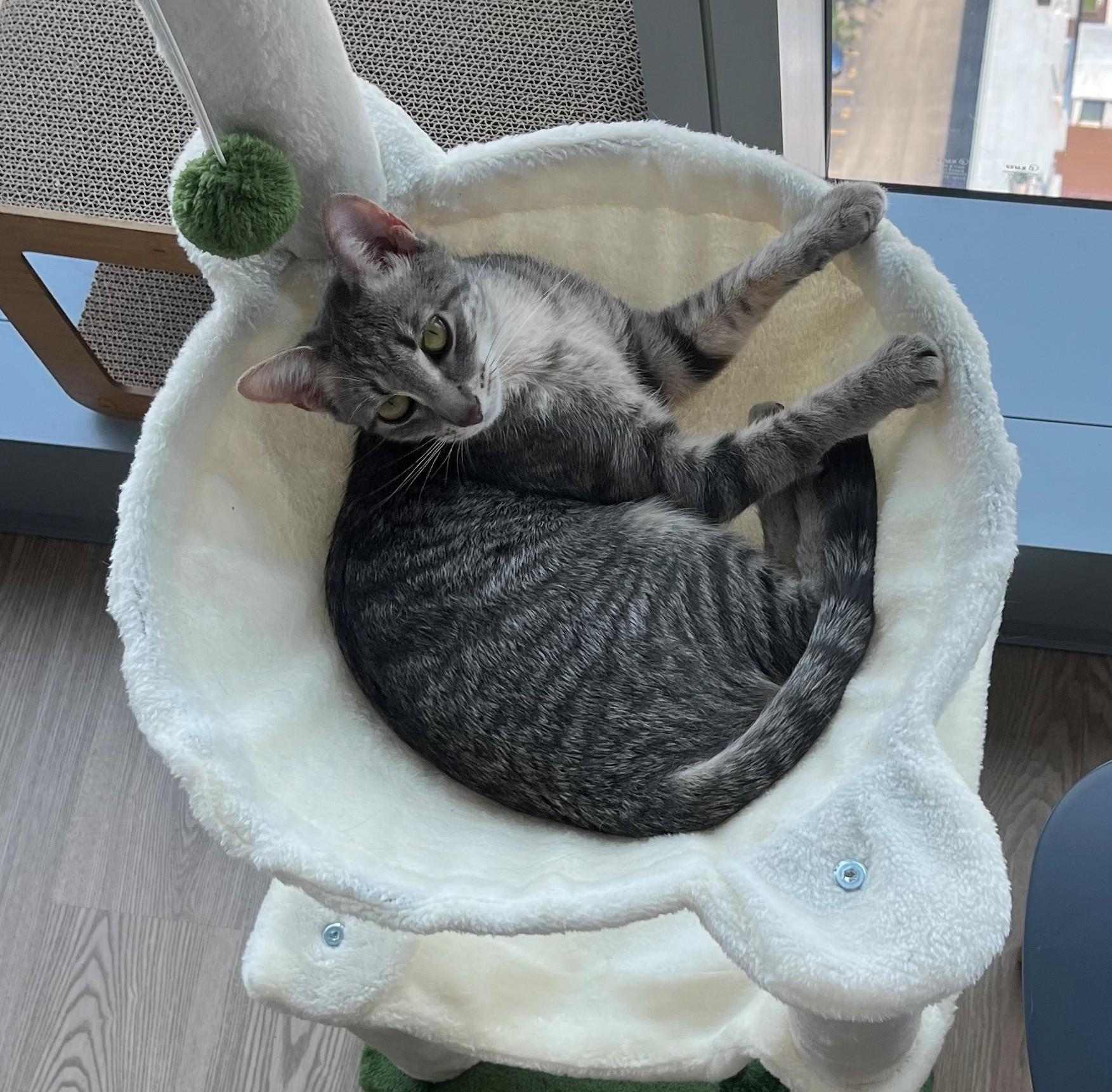 Enlarge Bubbles (& Buttercup), a Adoptable Domestic Short Hair in Chicago, IL image 3/6