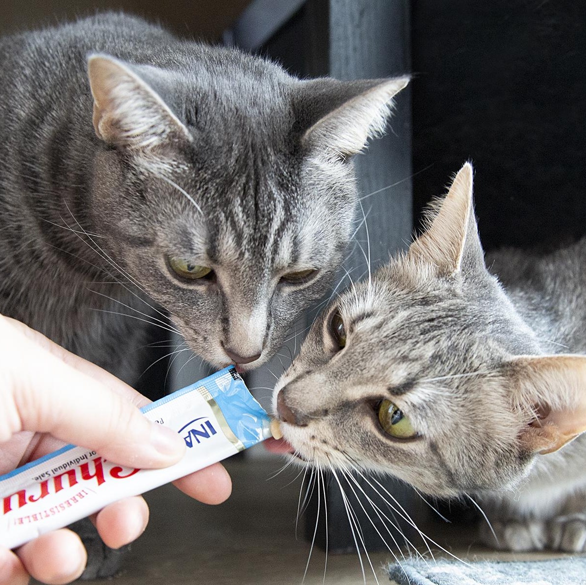 Bubbles (& Buttercup), a Adoptable Domestic Short Hair in Chicago, IL image 3/6