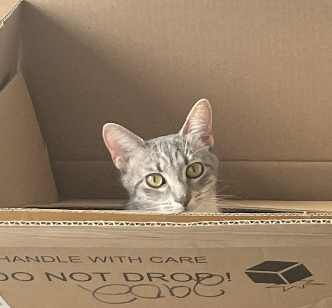 Enlarge Bubbles (& Buttercup), a Adoptable Domestic Short Hair in Chicago, IL image 1/6