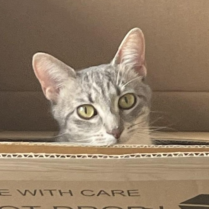 Enlarge Bubbles (& Buttercup), a Adoptable Domestic Short Hair in Chicago, IL image 1/6