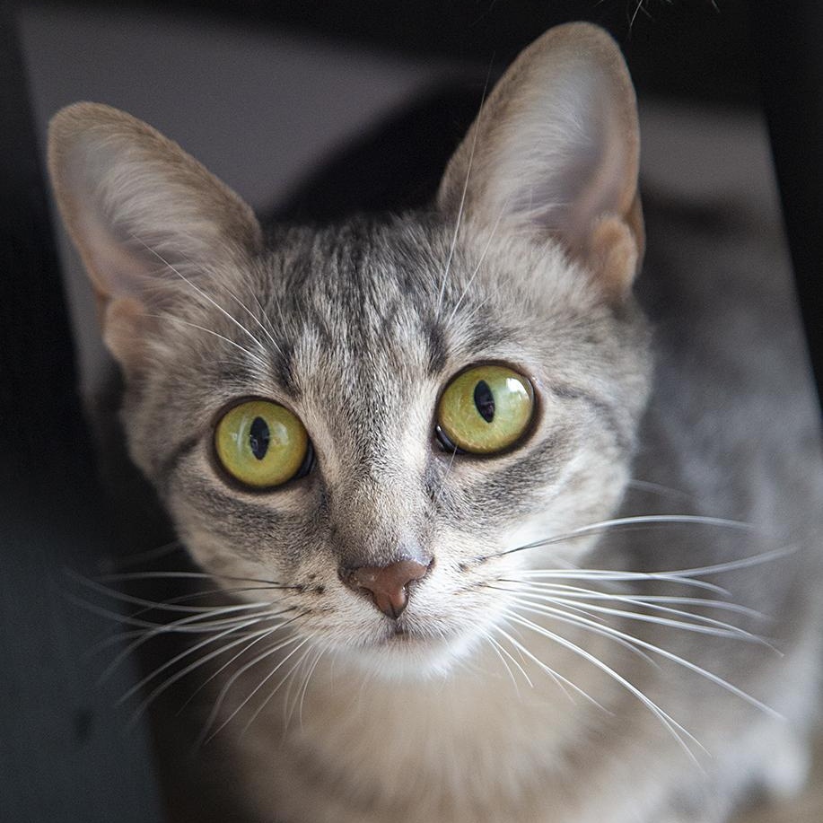 Bubbles (& Buttercup), a Adoptable Domestic Short Hair in Chicago, IL image 4/6