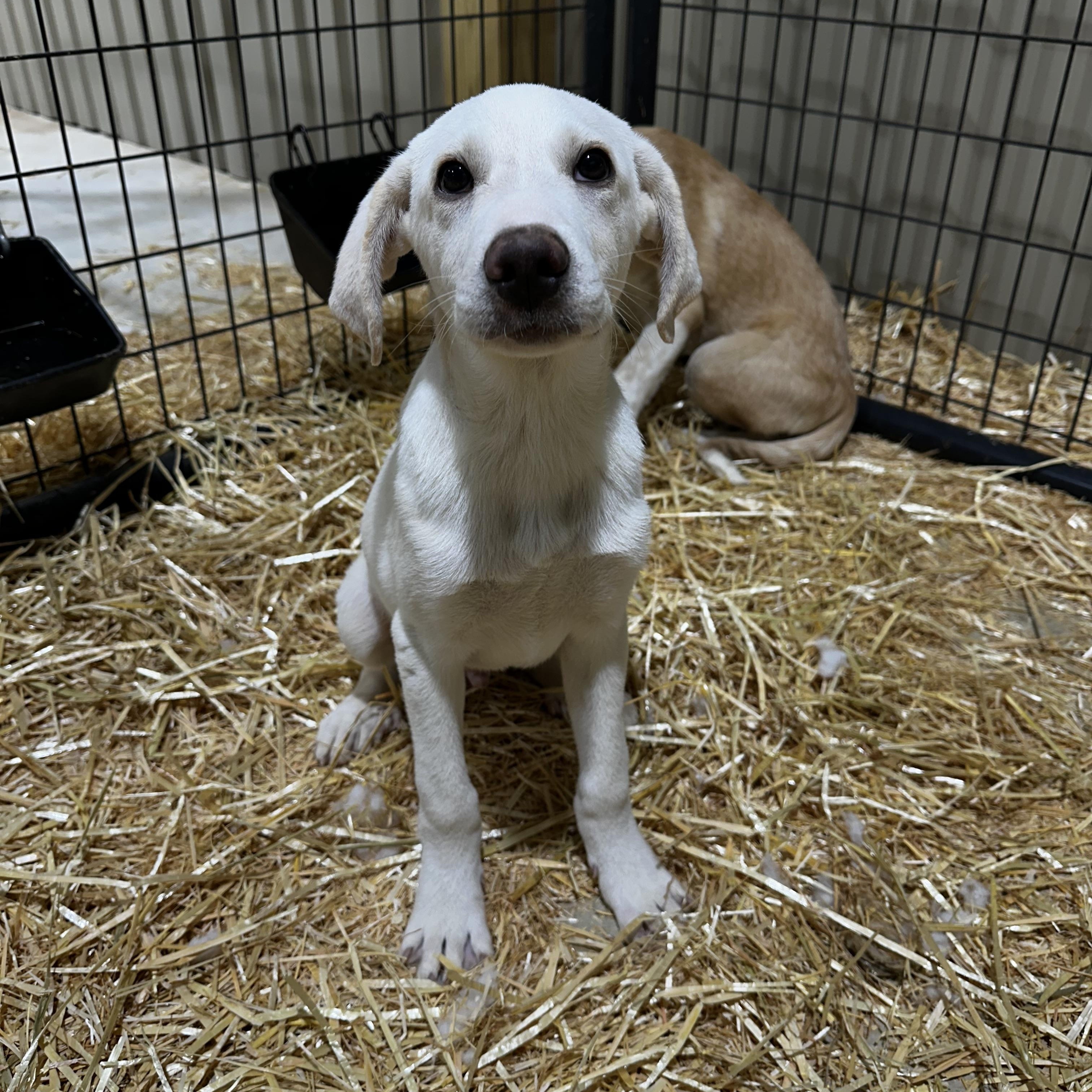 Meet Judy a sweet puppy who was recently rescued by SARA Sanctuary Judy and her mom and siblings w