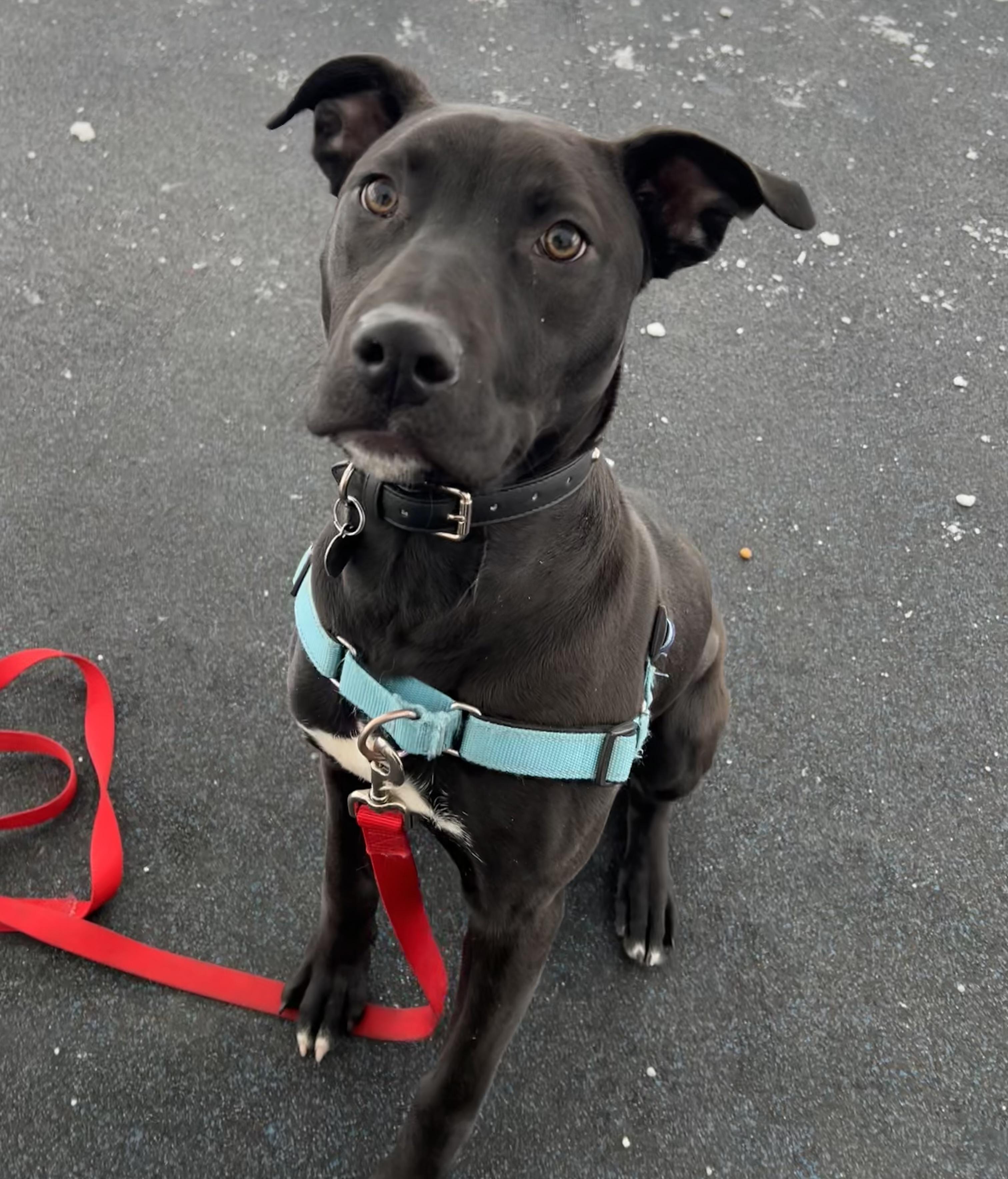 Enlarge Licorice , a ADOPTABLE mixed breed in Ithaca, NY image 3/4