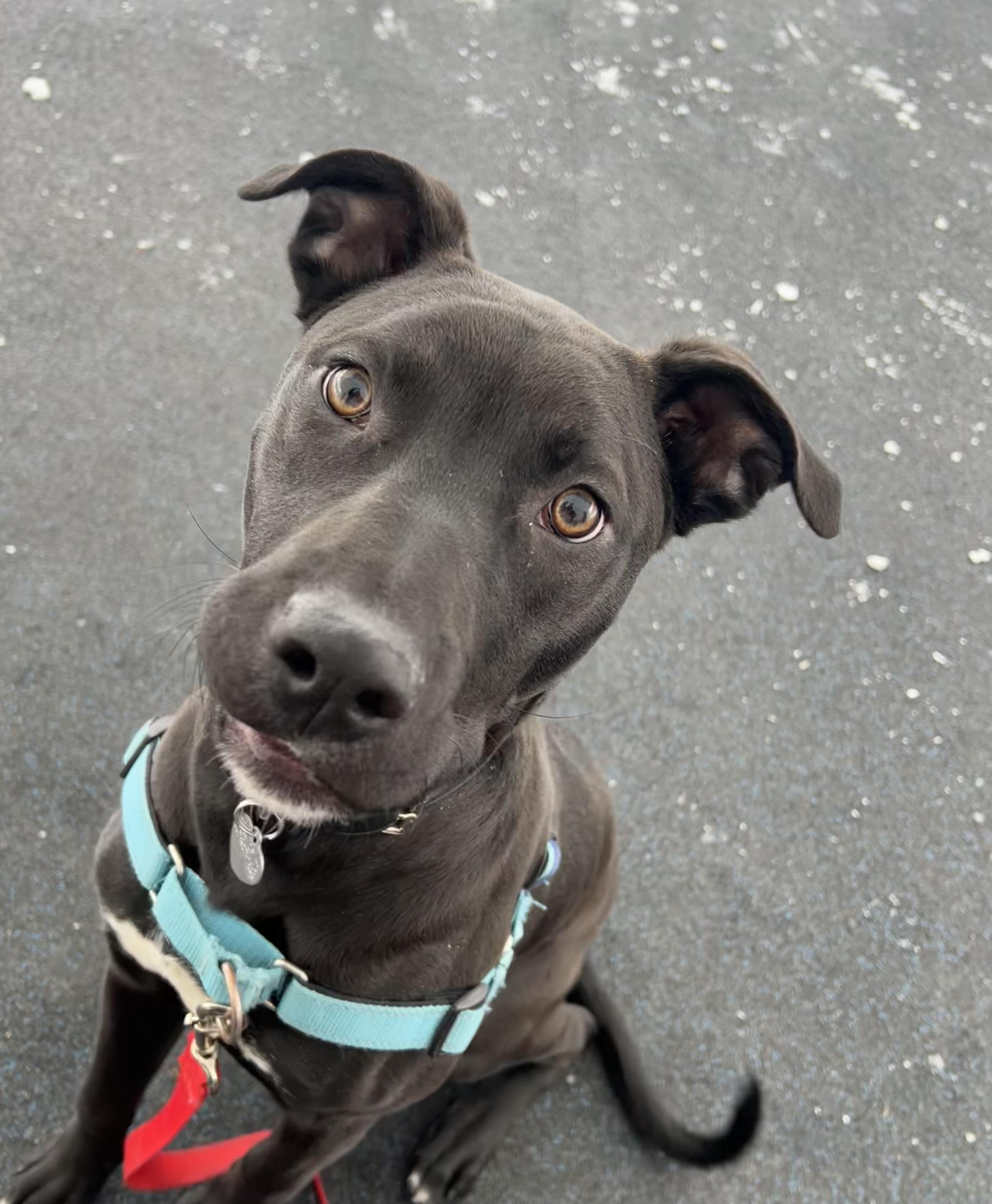 Licorice , ADOPTABLE, Puppy Male Boxer.