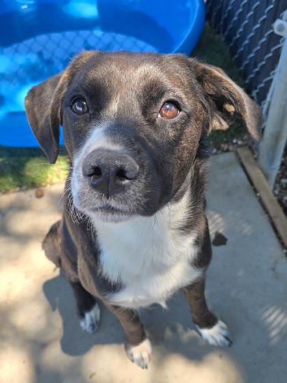 Edna, a ADOPTABLE mixed breed in Red Bluff, CA image 3/4