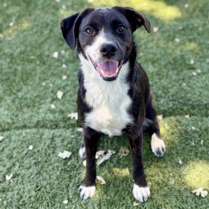 Edna, ADOPTABLE, Young Female Border Collie.
