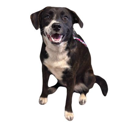 Edna, a ADOPTABLE mixed breed in Red Bluff, CA image 4/4