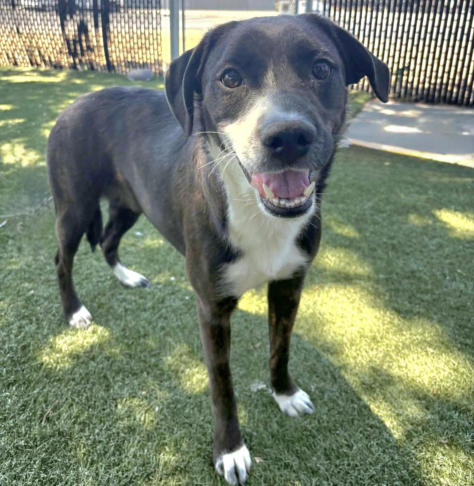Edna, a ADOPTABLE mixed breed in Red Bluff, CA image 2/4