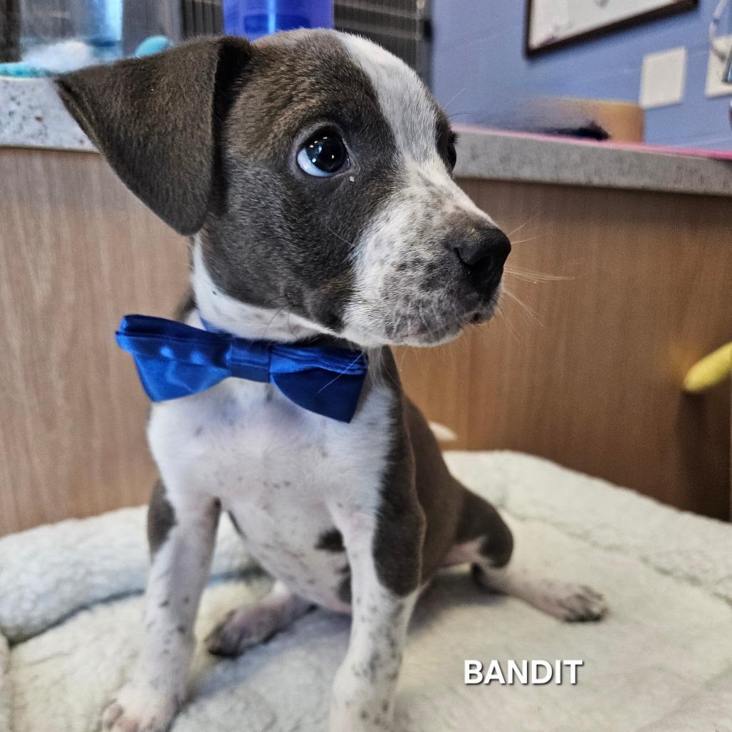 Bandit, Adoptable, Puppy Male Pit Bull Terrier & Border Collie.