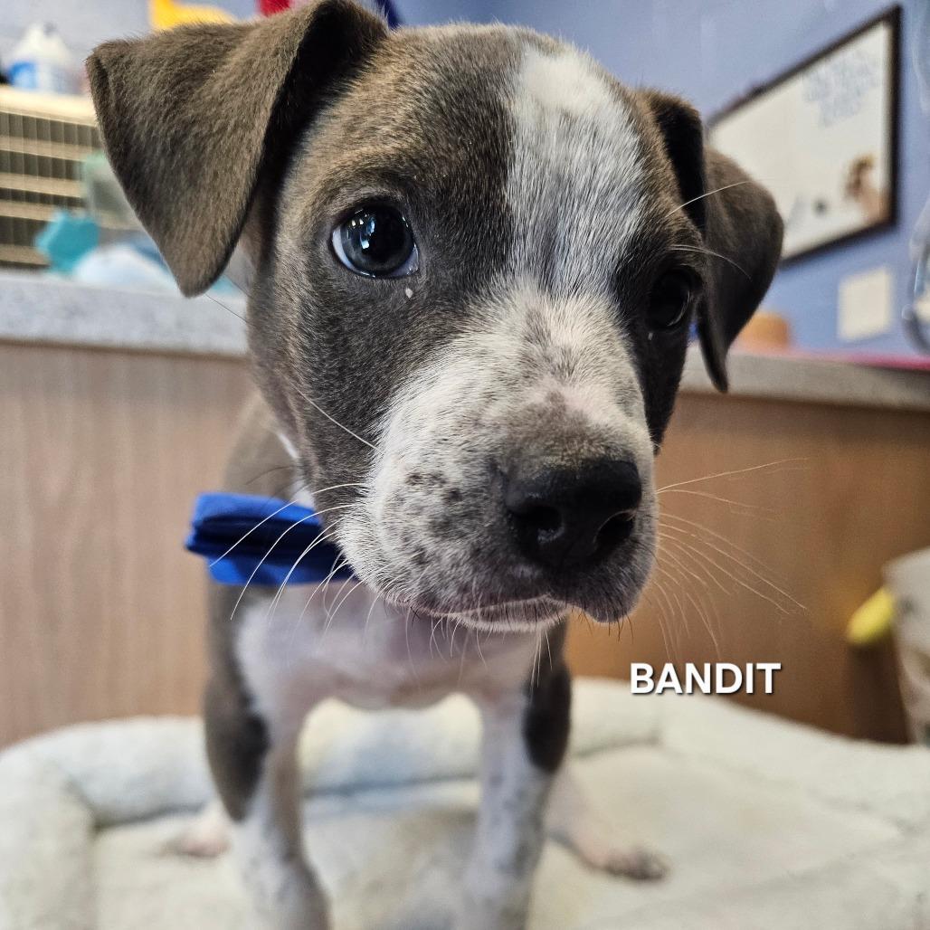 Enlarge Bandit, a Adoptable mixed breed in Madisonville, TN image 2/2