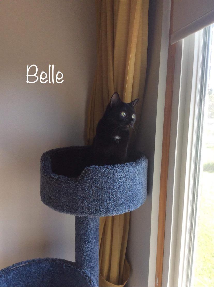 Belle K 0916 photo 3