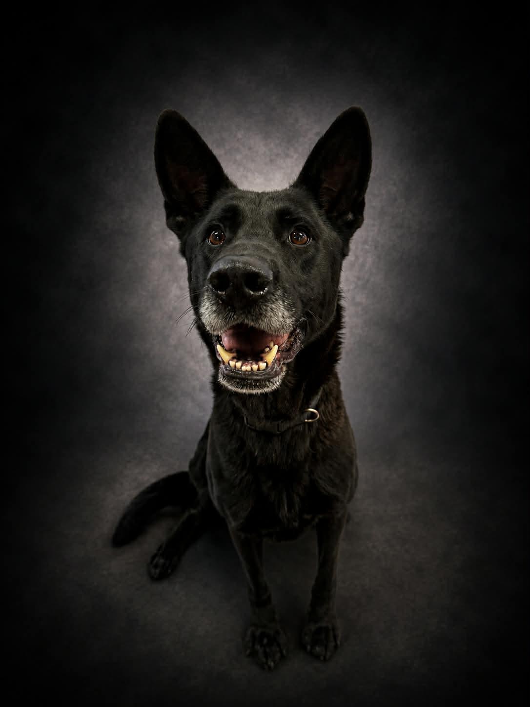Marshall, an adopted German Shepherd Dog in Shelbyville, KY image 1/4