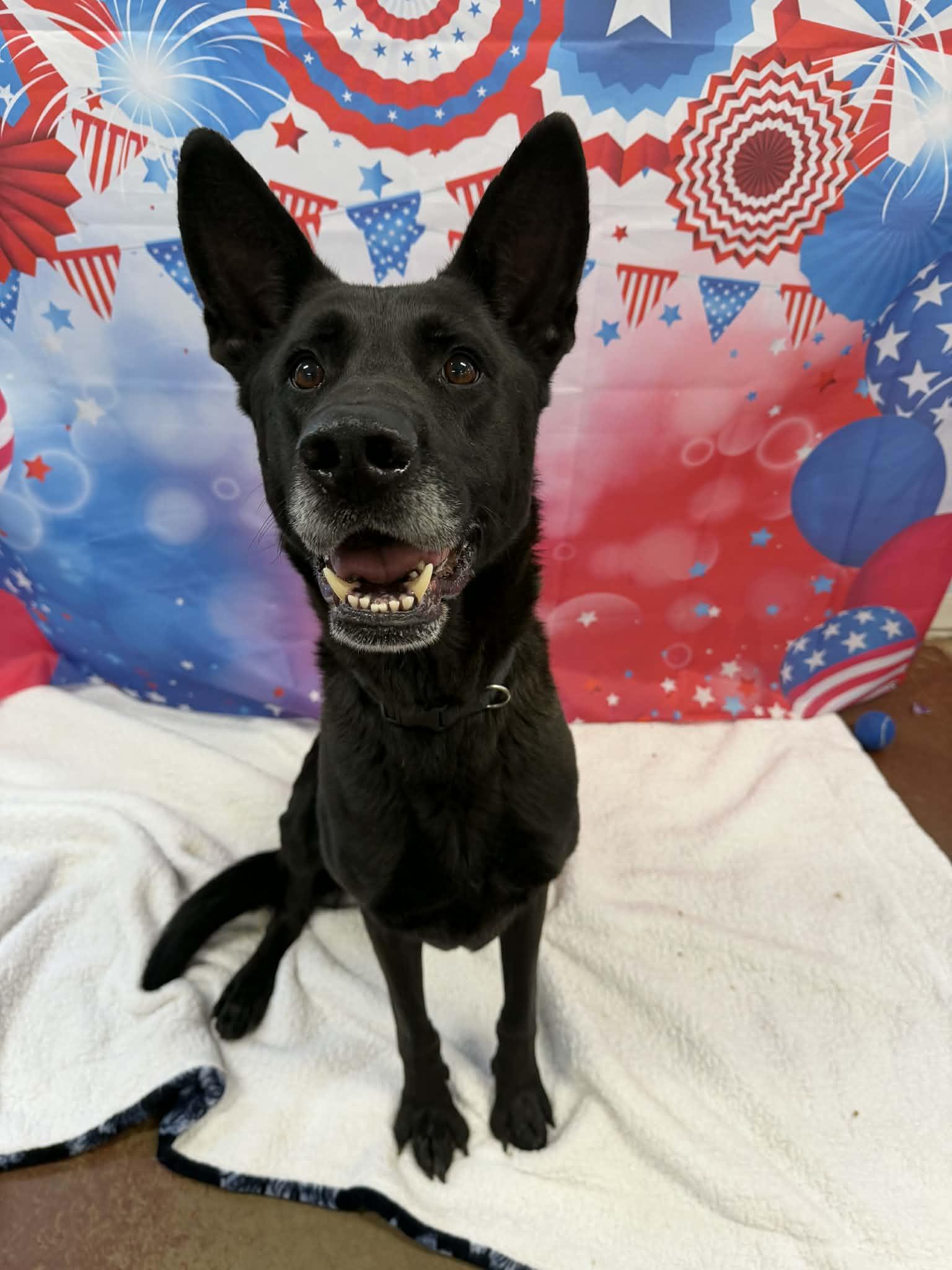 Marshall, an adopted German Shepherd Dog in Shelbyville, KY image 3/4