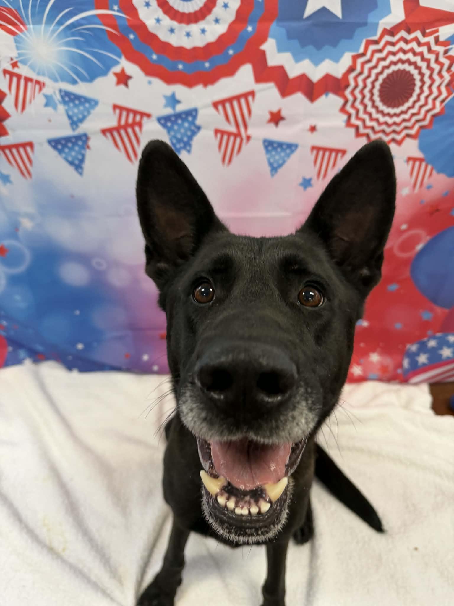 Marshall, an adopted German Shepherd Dog in Shelbyville, KY image 2/4