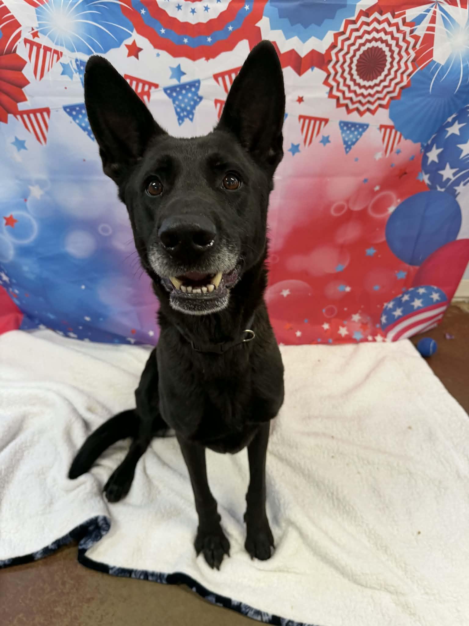 Marshall, an adopted German Shepherd Dog in Shelbyville, KY image 4/4