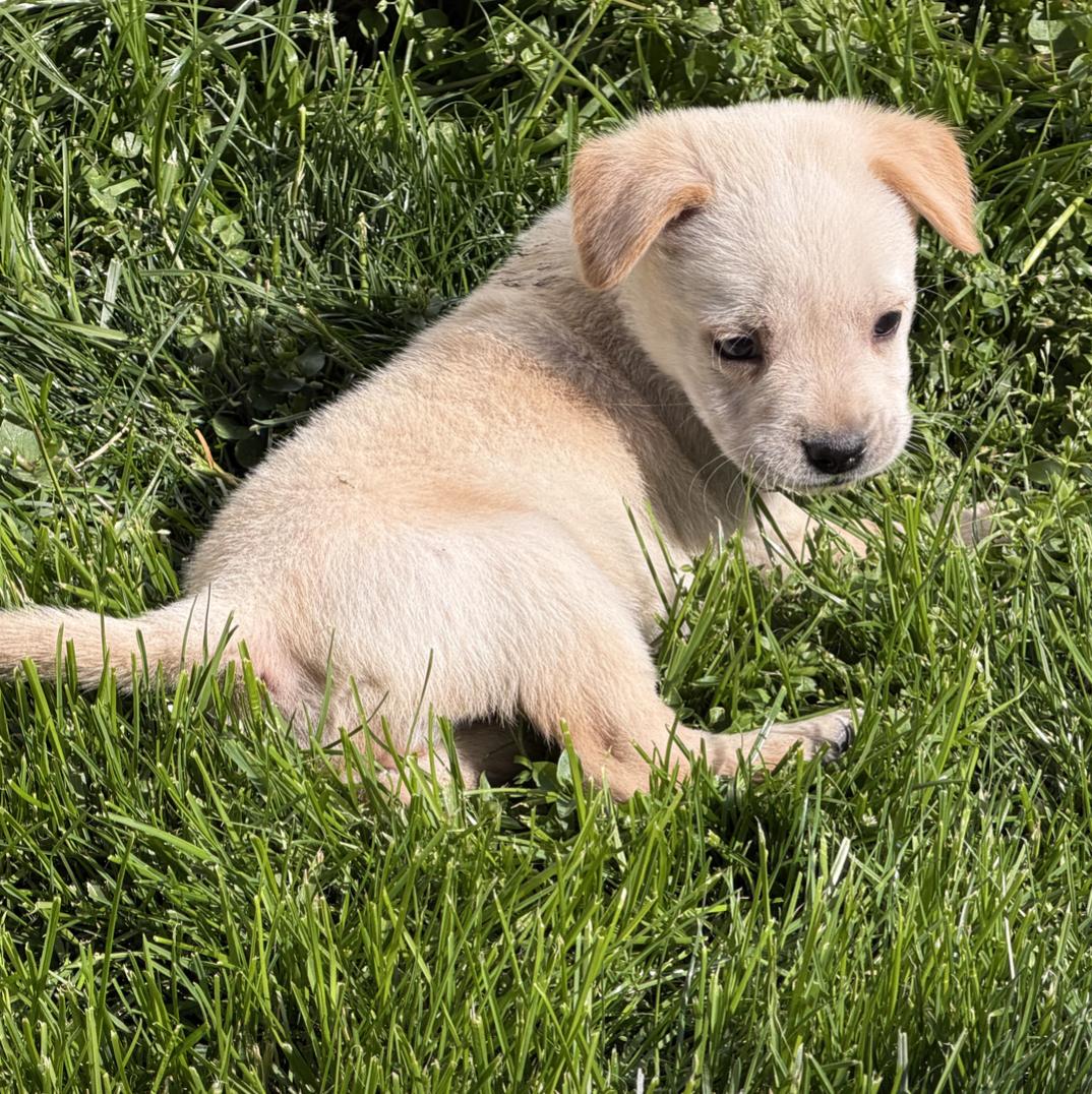 Enlarge Dolly, a ADOPTABLE mixed breed in Boston, MA image 1/5