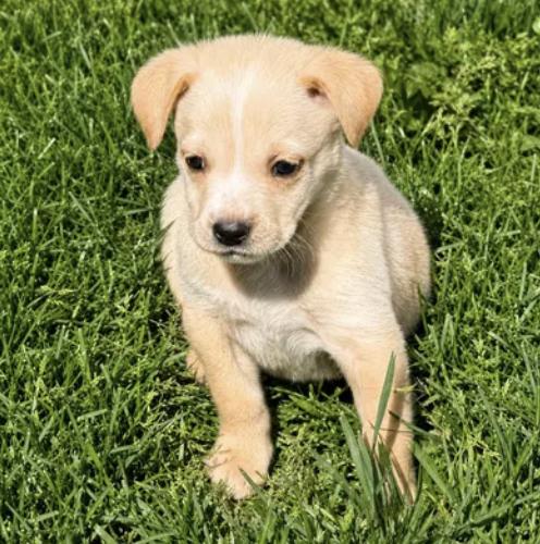 Enlarge Dolly, a ADOPTABLE mixed breed in Boston, MA image 5/5