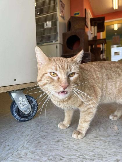 Prince Harry, Adoptable, Adult Male Domestic Short Hair & Domestic Short Hair.