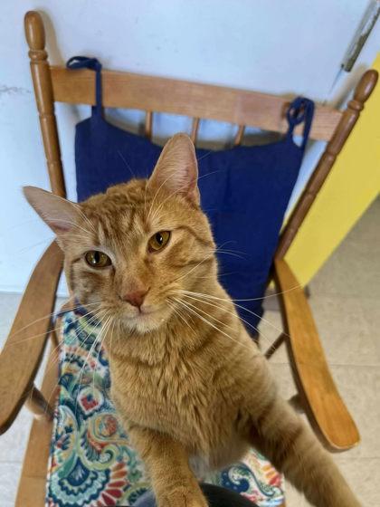 Enlarge Prince Harry, a Adoptable mixed breed in Scottsbluff, NE image 2/3