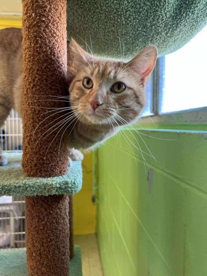 Enlarge Prince Harry, a Adoptable mixed breed in Scottsbluff, NE image 3/3