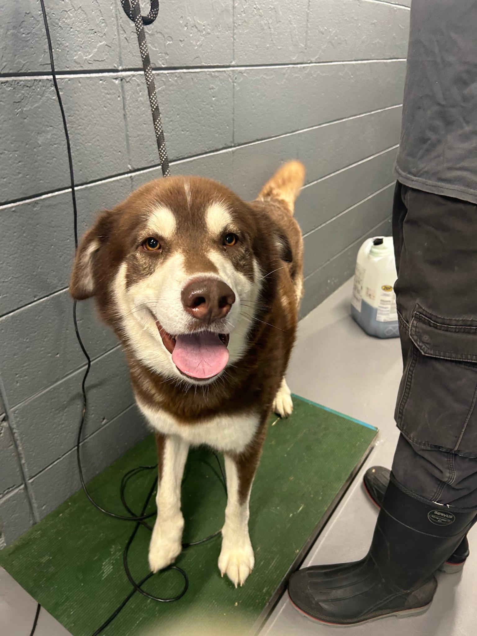 Enlarge Sawyer #755, a Adopted mixed breed in Prichard, AL image 1/1