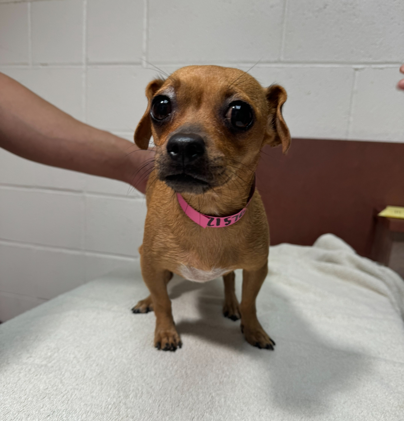 Enlarge Peanut, a Adoptable mixed breed in Los Angeles, CA image 1/1