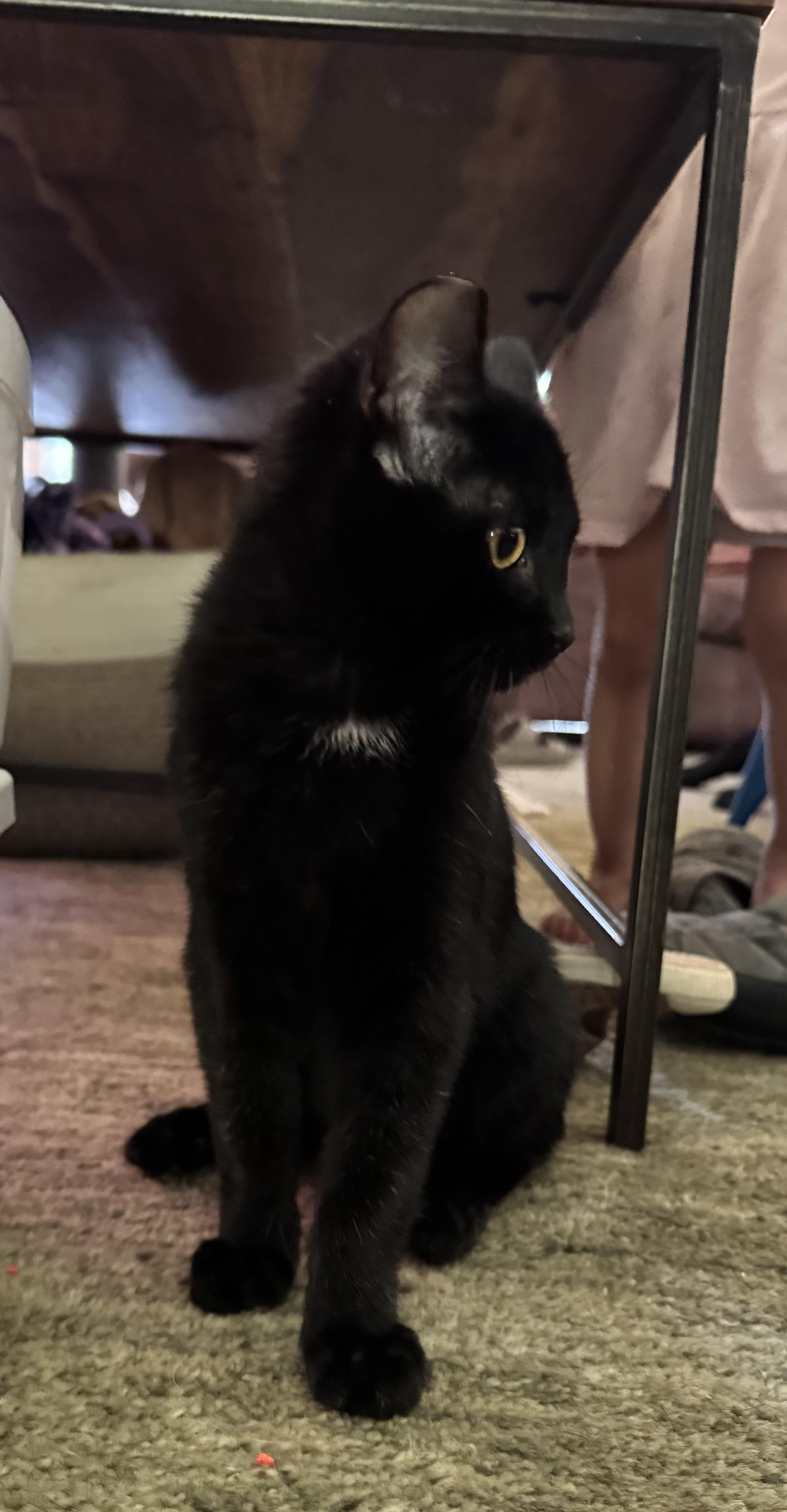 Sebastian, a ADOPTABLE Domestic Short Hair in The Dalles, OR image 4/5