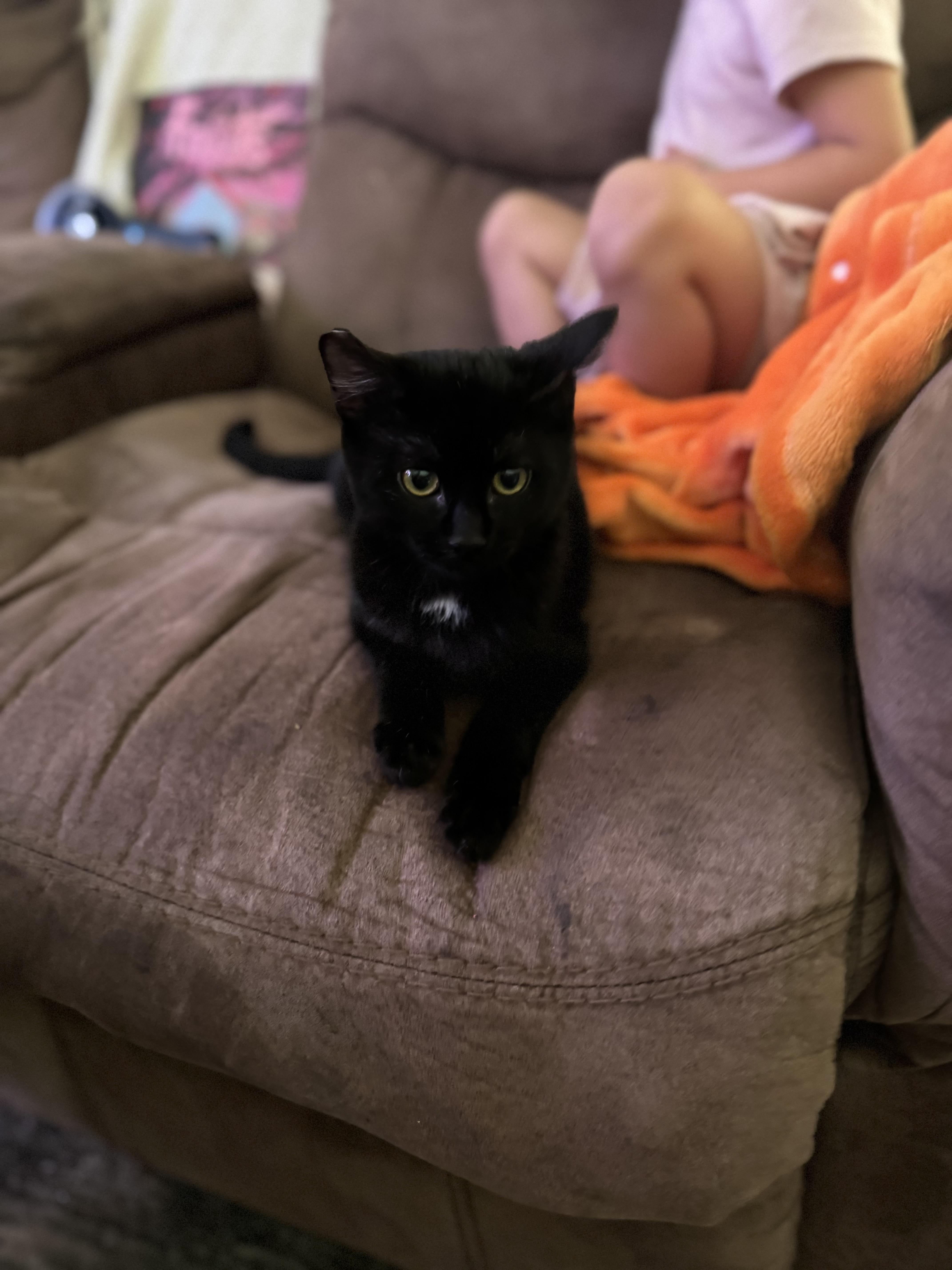 Sebastian, a ADOPTABLE Domestic Short Hair in The Dalles, OR image 5/5