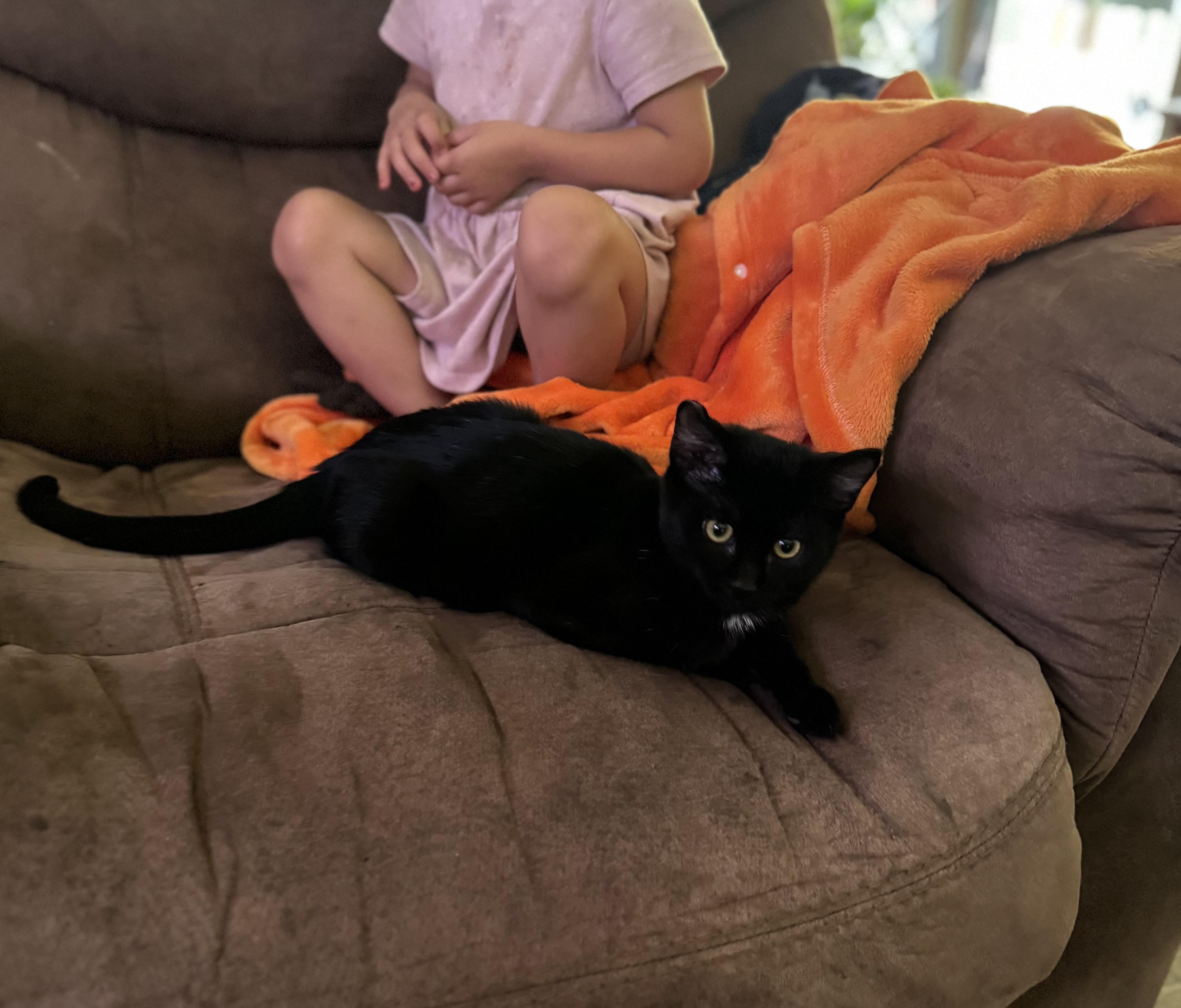 Sebastian, a ADOPTABLE Domestic Short Hair in The Dalles, OR image 2/5