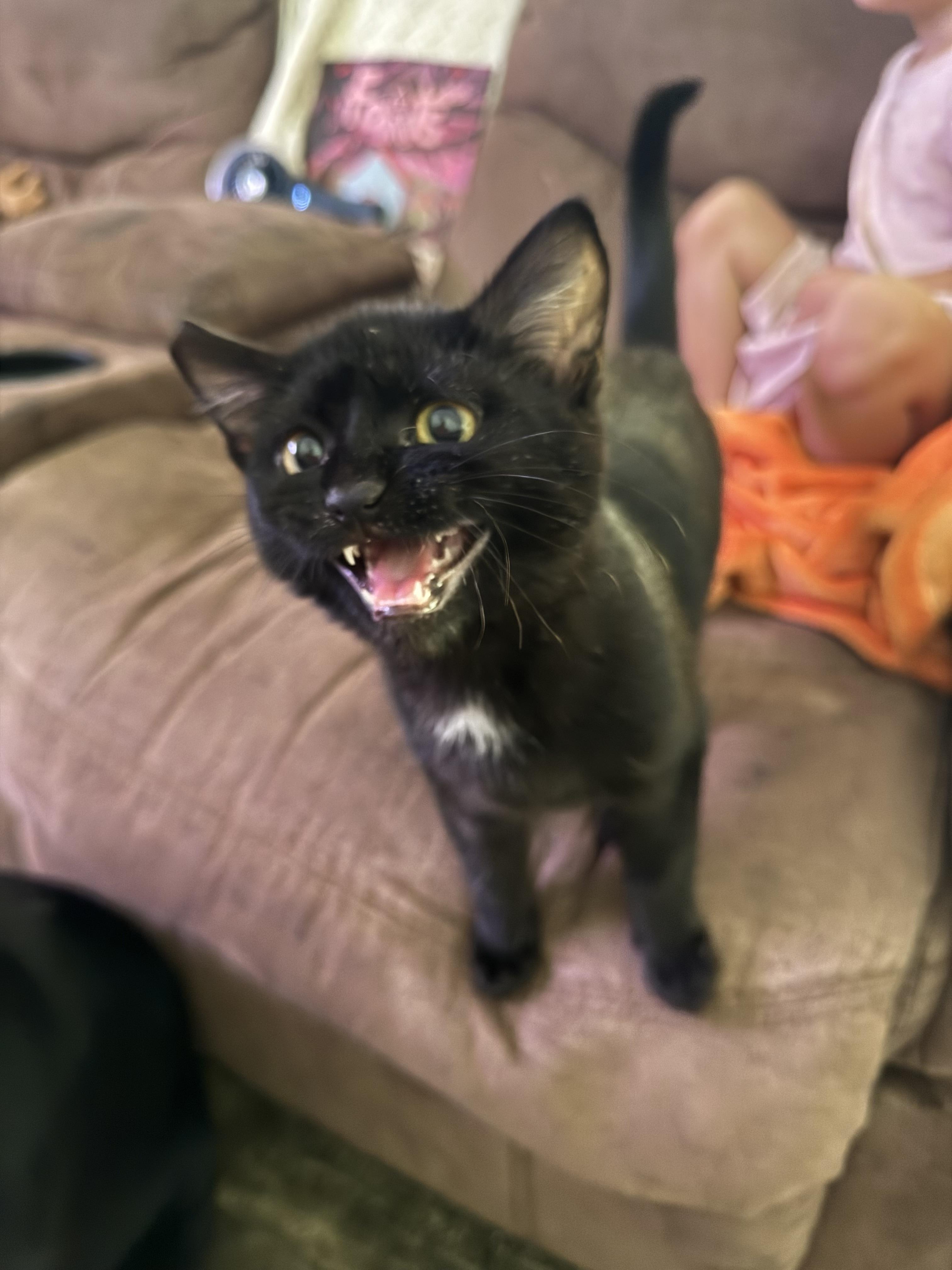 Sebastian, a ADOPTABLE Domestic Short Hair in The Dalles, OR image 3/5