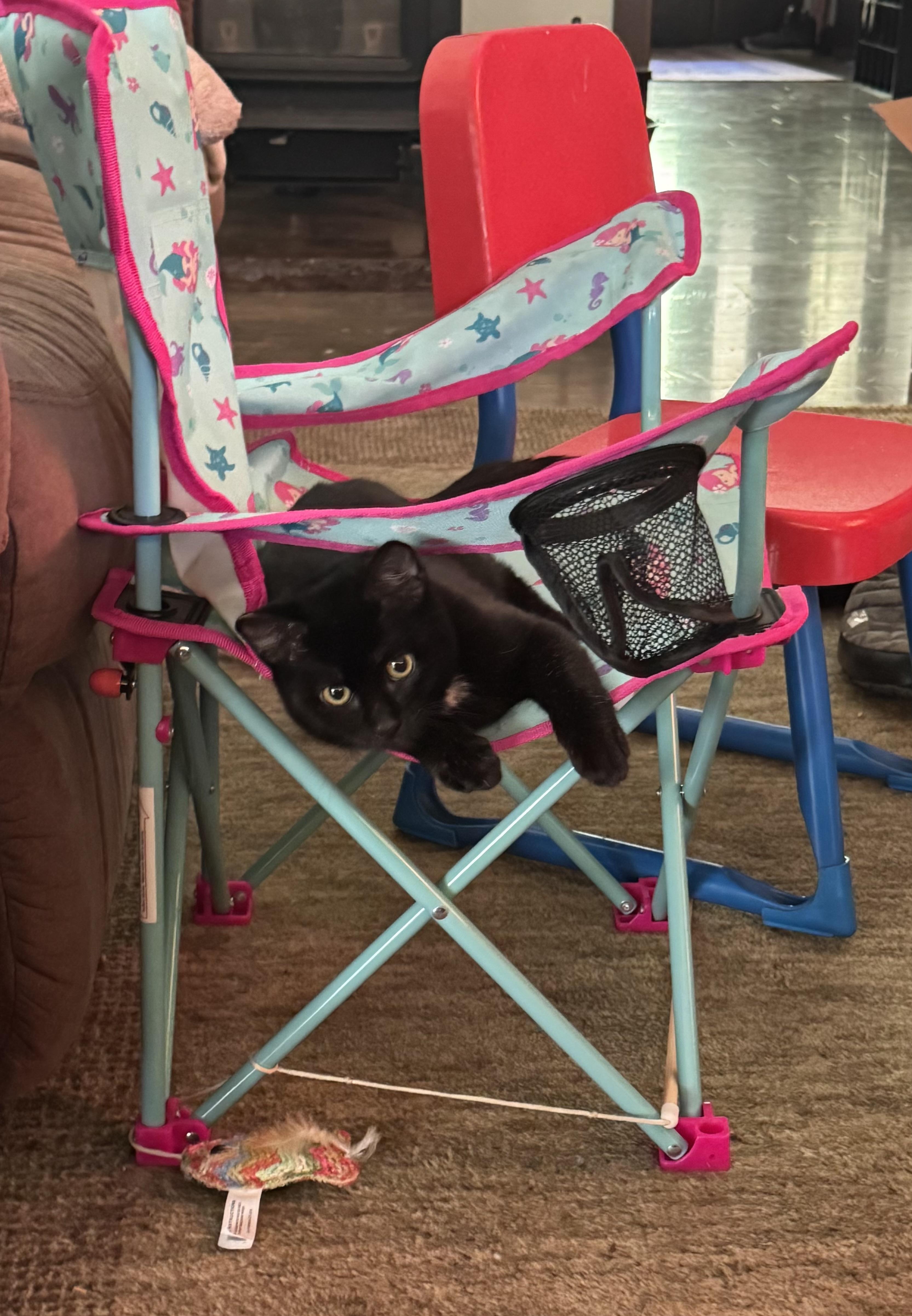 Sebastian, ADOPTABLE, Young Male Domestic Short Hair.