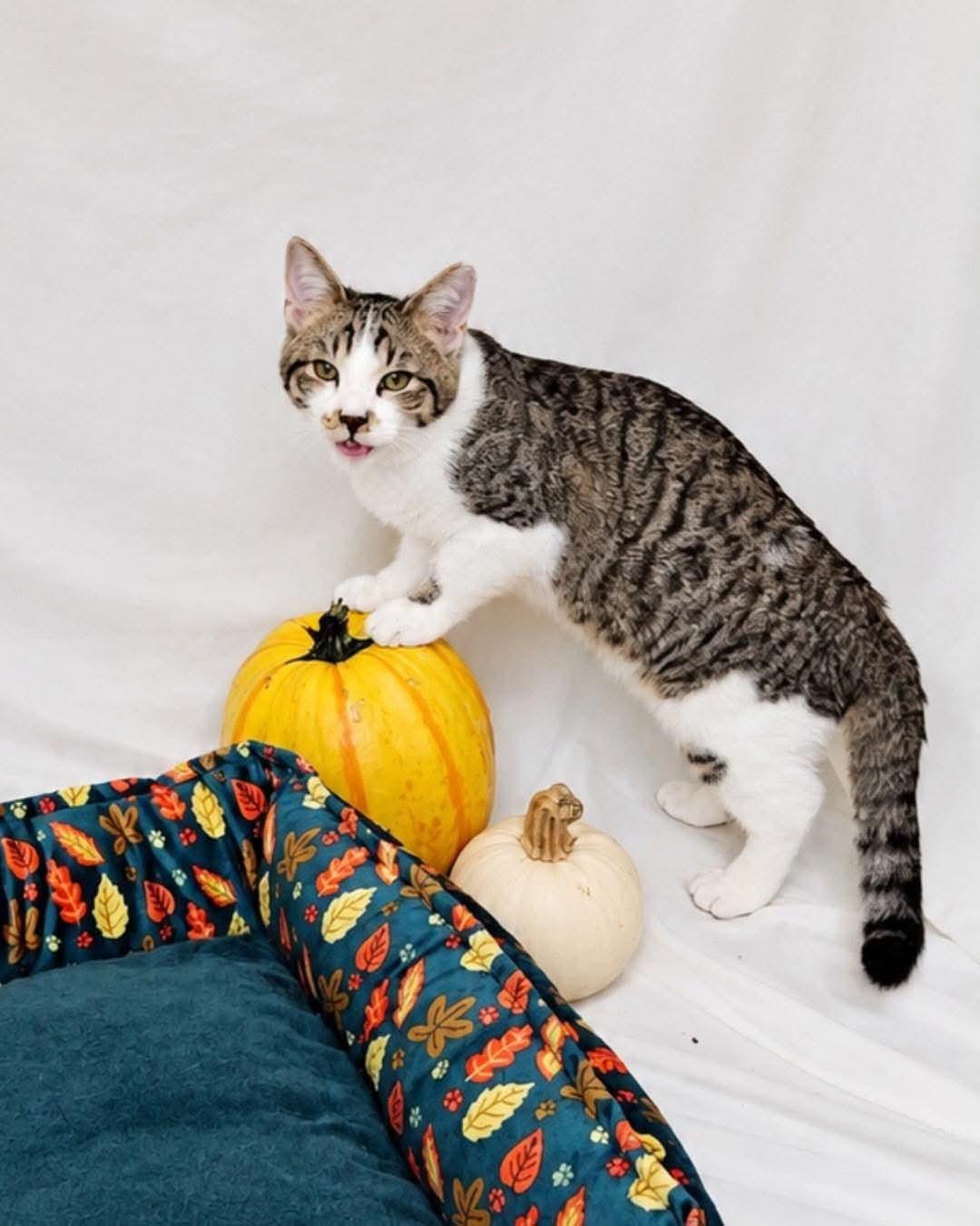Enlarge Fox, a Adoptable Domestic Short Hair in Columbia, MO image 4/5